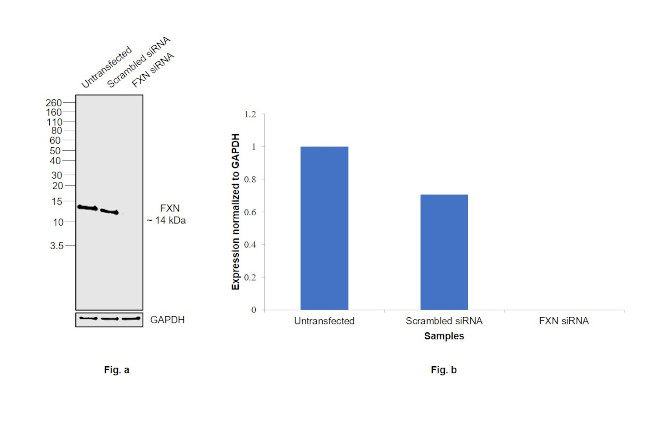 FXN Antibody