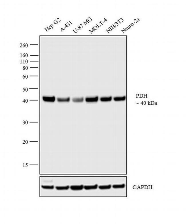 PDHA1 Antibody in Western Blot (WB)