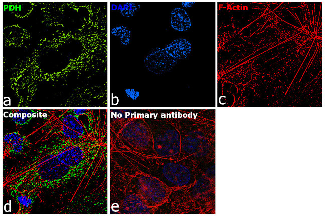 PDH Antibody in Immunocytochemistry (ICC/IF)