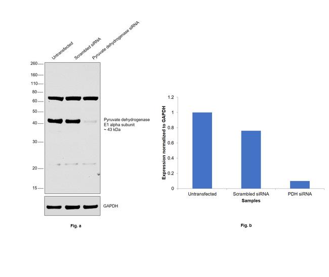 PDH Antibody in Western Blot (WB)