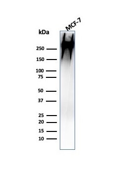 MUC1/CA15-3/EMA/CD227 (Epithelial Marker) Antibody in Western Blot (WB)