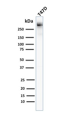 MUC1/CA15-3/EMA/CD227 (Epithelial Marker) Antibody in Western Blot (WB)