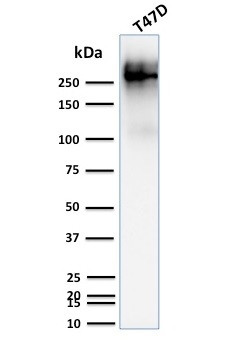 MUC1/CA15-3/EMA/CD227 (Epithelial Marker) Antibody in Western Blot (WB)