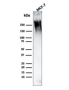 MUC1/CA15-3/EMA/CD227 (Epithelial Marker) Antibody in Western Blot (WB)