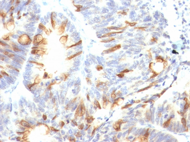 MUC2 (Mucin 2) Antibody in Immunohistochemistry (Paraffin) (IHC (P))