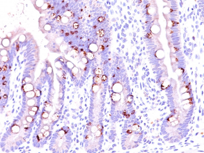 MUC2 (Mucin 2) Antibody in Immunohistochemistry (Paraffin) (IHC (P))