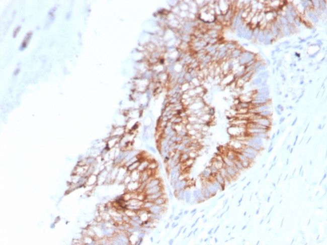 MUC2 (Mucin 2) Antibody in Immunohistochemistry (Paraffin) (IHC (P))