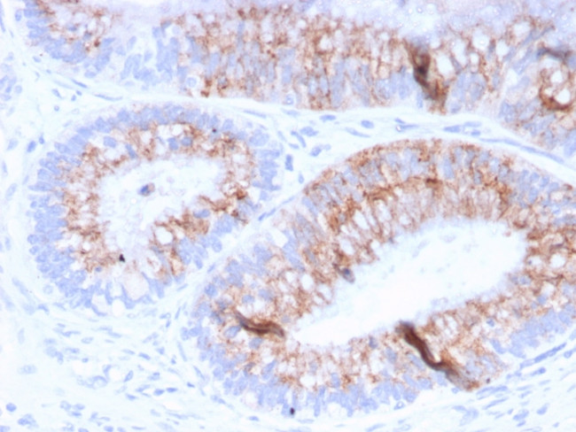 MUC2 (Mucin 2) Antibody in Immunohistochemistry (Paraffin) (IHC (P))