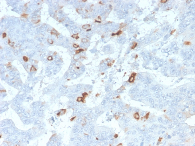 MUC2 (Mucin 2) Antibody in Immunohistochemistry (Paraffin) (IHC (P))