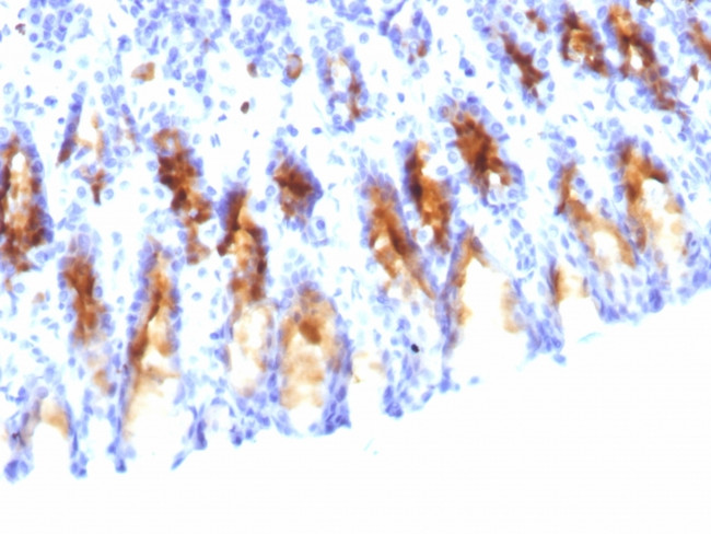 MUC5AC (Mucin 5AC/Gastric Mucin) Antibody in Immunohistochemistry (Paraffin) (IHC (P))