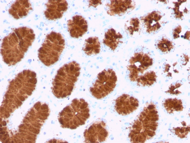 MUC5AC (Mucin 5AC/Gastric Mucin) Antibody in Immunohistochemistry (Paraffin) (IHC (P))