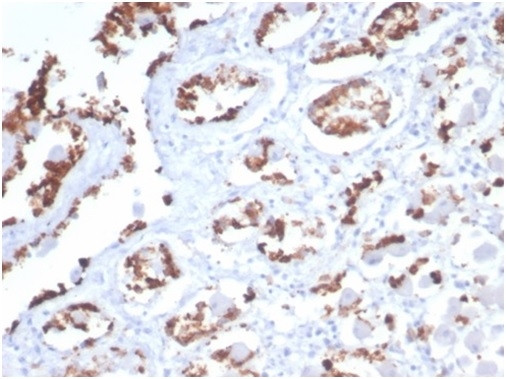 MUC5AC (Mucin 5AC/Gastric Mucin) Antibody in Immunohistochemistry (Paraffin) (IHC (P))