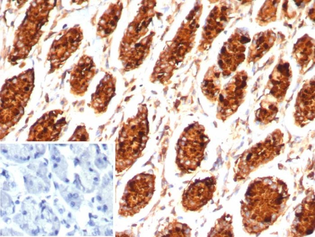 MUC5AC (Mucin 5AC/Gastric Mucin) Antibody in Immunohistochemistry (Paraffin) (IHC (P))