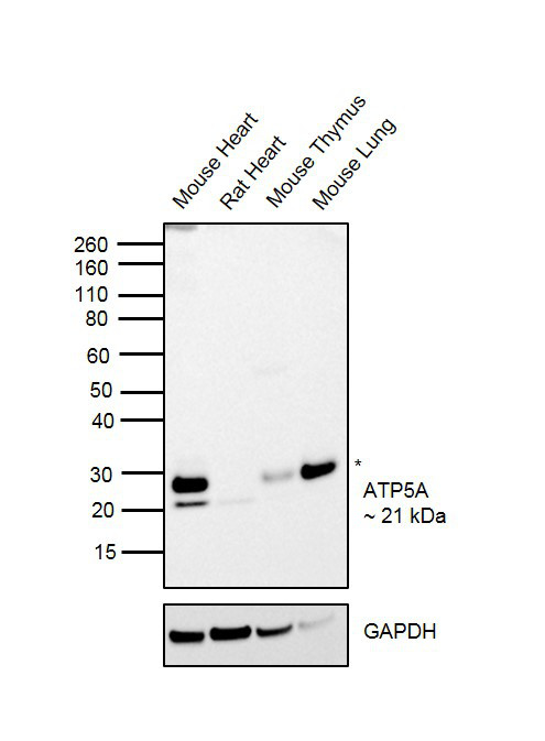 ATP5H Antibody