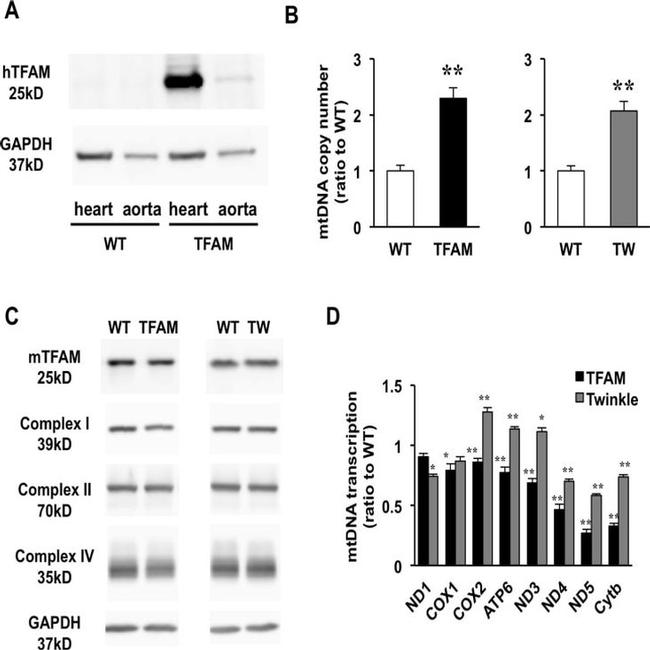 NDUFA9 Antibody in Western Blot (WB)