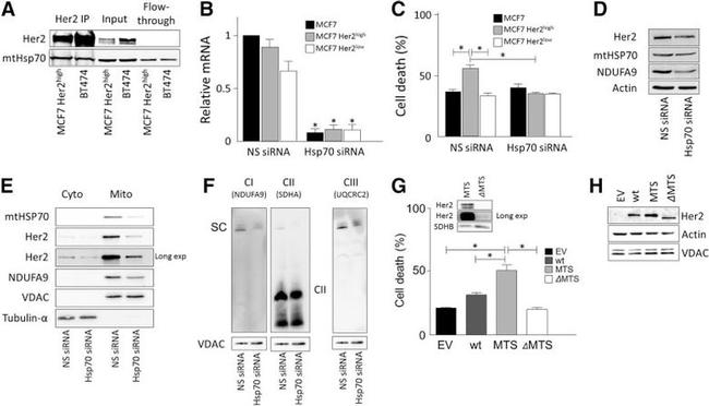 NDUFA9 Antibody in Western Blot (WB)