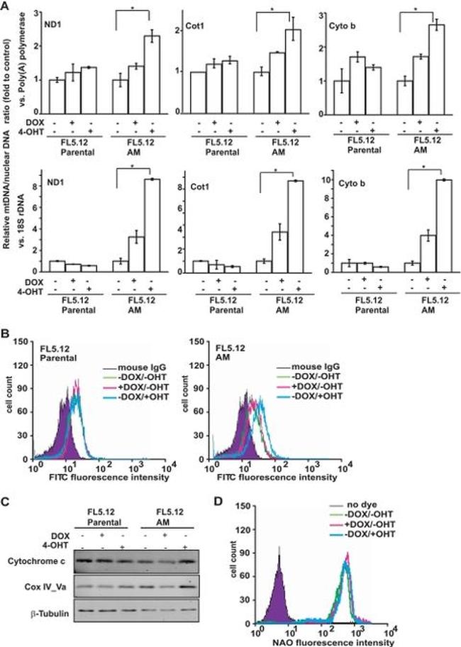 COX5A Antibody in Western Blot, Flow Cytometry (WB, Flow)