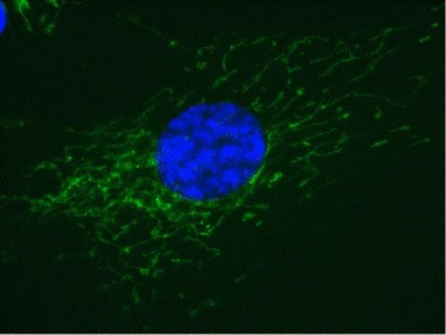 COX5A Antibody in Immunocytochemistry (ICC/IF)