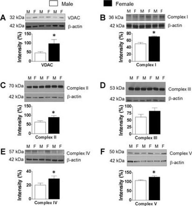 UQCRC1 Antibody in Western Blot (WB)