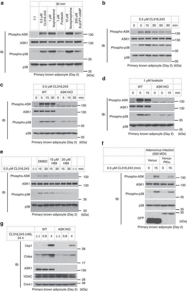 UQCRC1 Antibody in Western Blot (WB)