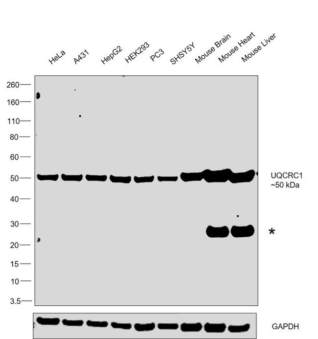 UQCRC1 Antibody in Western Blot (WB)