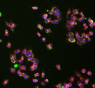 UQCRC1 Antibody in Immunocytochemistry (ICC/IF)