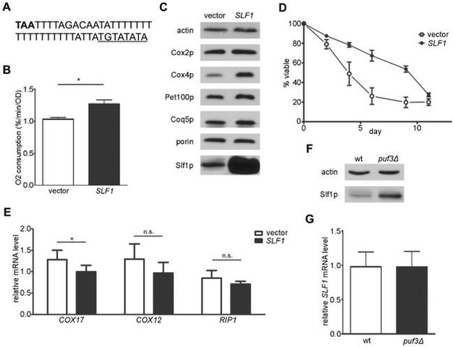 Porin Antibody in Western Blot (WB)