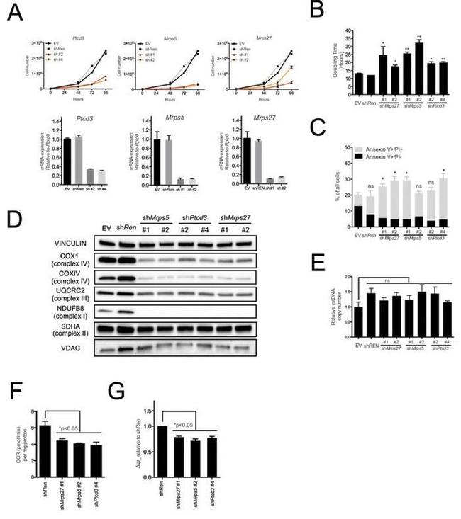 VDAC Antibody in Western Blot (WB)