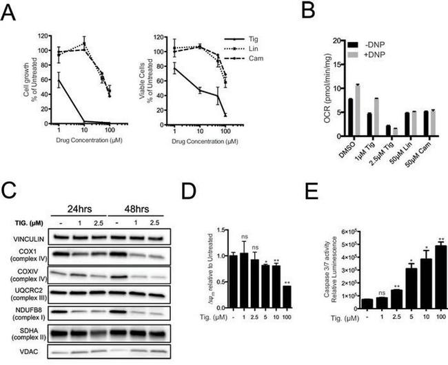 SDHA Antibody in Western Blot (WB)