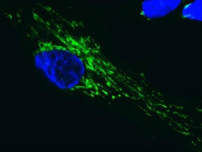 SDHA Antibody in Immunocytochemistry (ICC/IF)