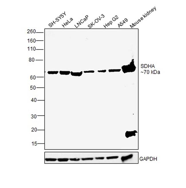 SDHA Antibody in Western Blot (WB)