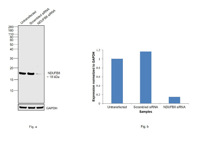 NDUFB8 Antibody