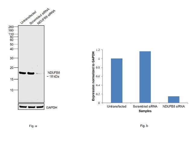 NDUFB8 Antibody in Western Blot (WB)