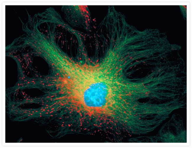 ATP5A1 Antibody in Immunocytochemistry (ICC/IF)