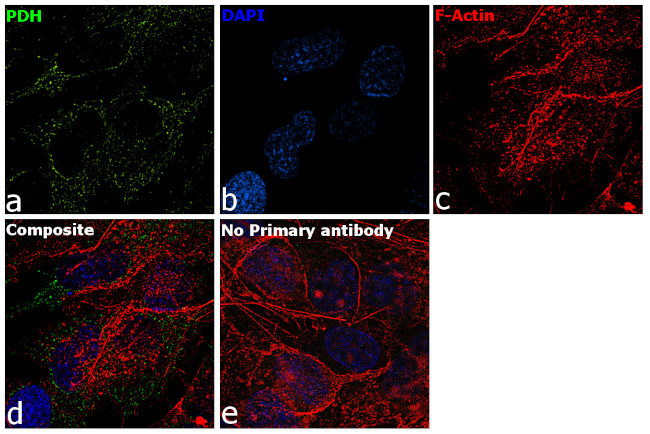 PDHA1 Antibody in Immunocytochemistry (ICC/IF)