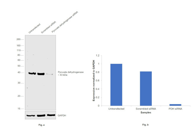 PDHA1 Antibody