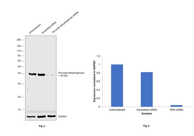 PDHA1 Antibody in Western Blot (WB)