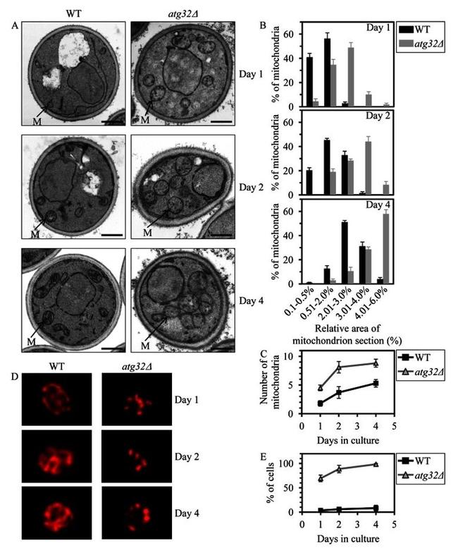 Porin Antibody in Immunocytochemistry (ICC/IF)