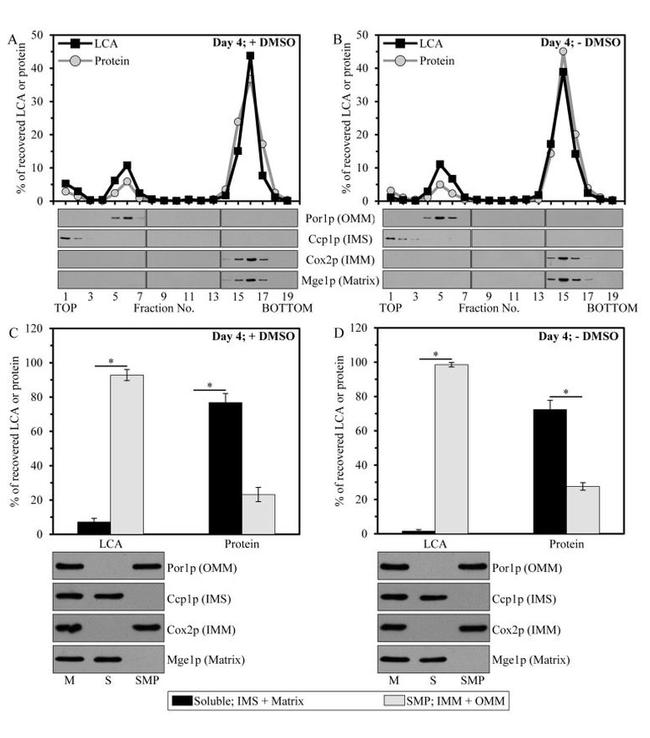 Porin Antibody in Western Blot (WB)