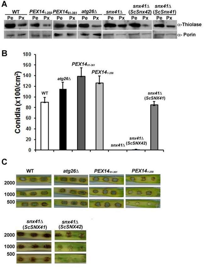 Porin Antibody in Western Blot (WB)