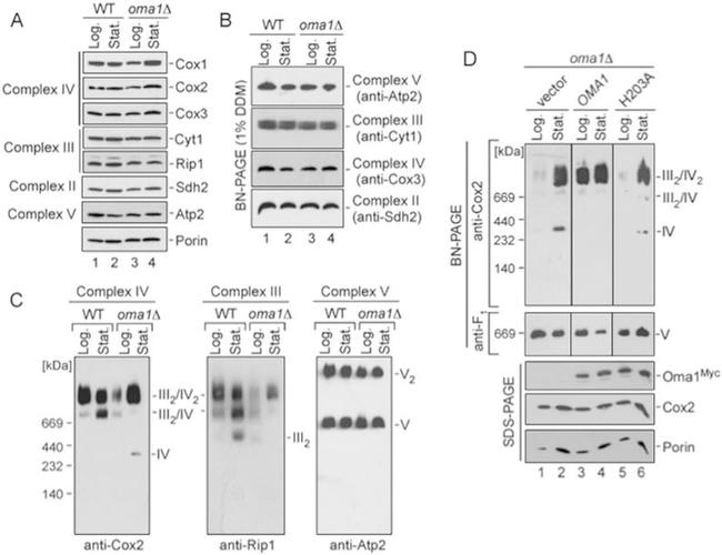 Porin Antibody in Western Blot (WB)