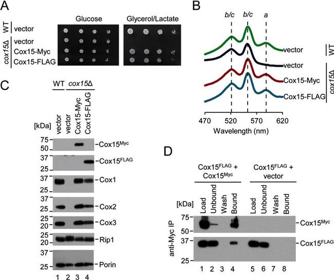 Porin Antibody in Western Blot (WB)