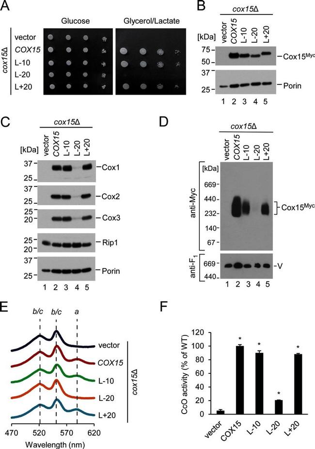 Porin Antibody in Western Blot (WB)