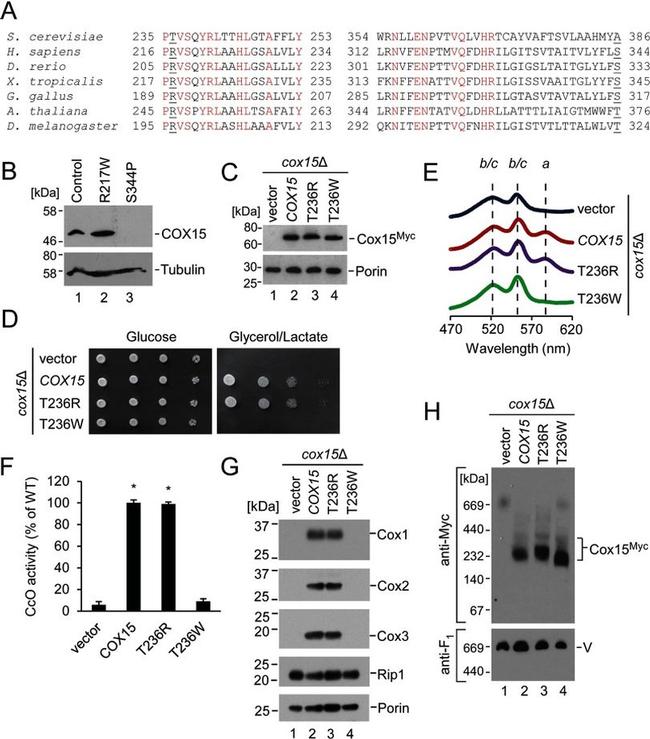 Porin Antibody in Western Blot (WB)