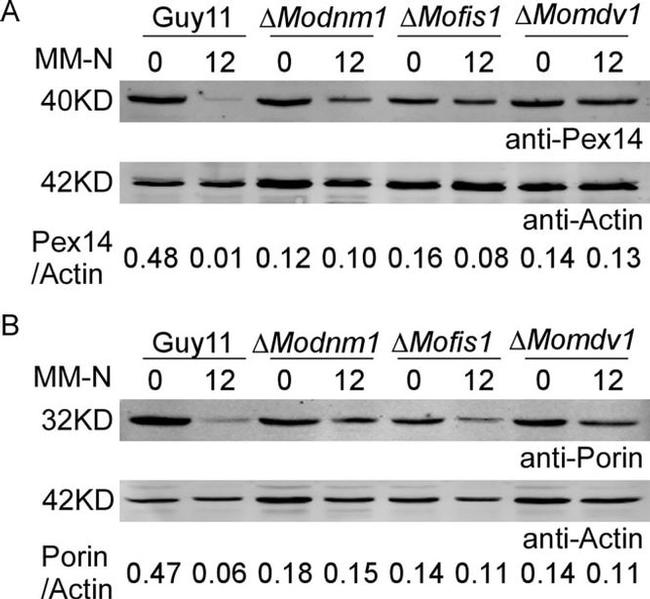 Porin Antibody in Western Blot (WB)