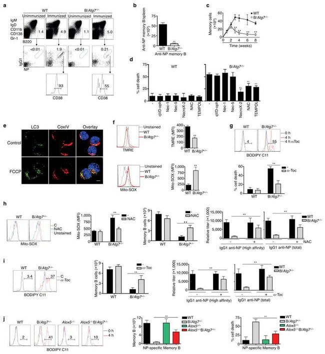 MTCO1 Antibody in Immunocytochemistry (ICC/IF)