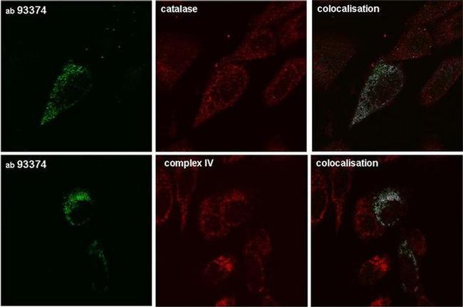 MTCO1 Antibody in Immunocytochemistry (ICC/IF)