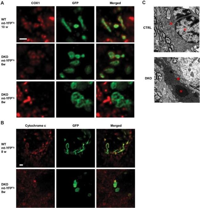 MTCO1 Antibody in Immunohistochemistry - Free Floating (IHC (Free))