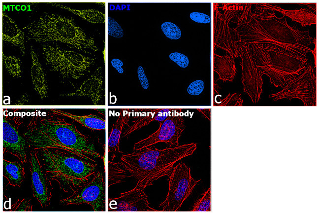 MTCO1 Antibody in Immunocytochemistry (ICC/IF)