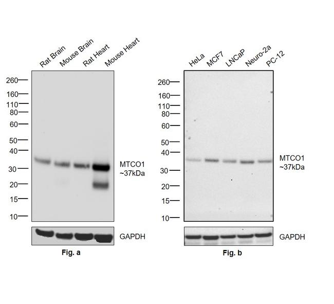 MTCO1 Antibody in Western Blot (WB)